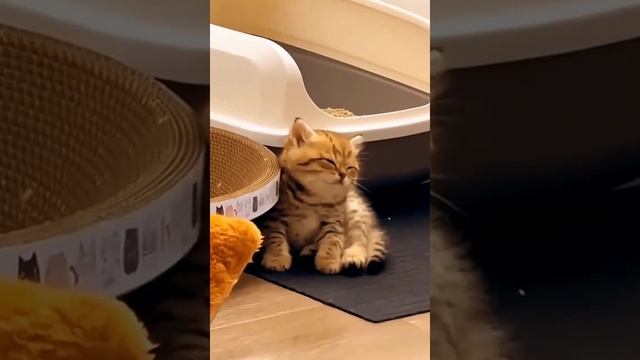 Спокойной ночи.