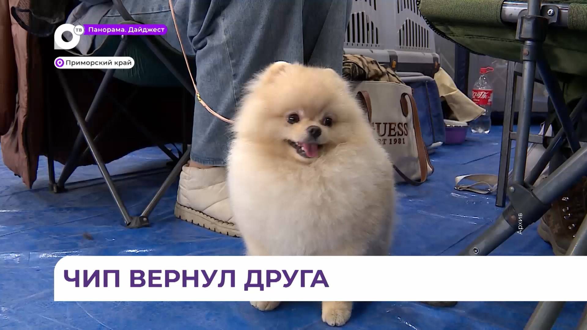 Более сорока потерянных собак вернули хозяевам в Приморье с начала года