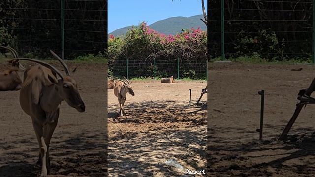 Остров Винперл, Нячанг. Зоопарк 🦒🦏
