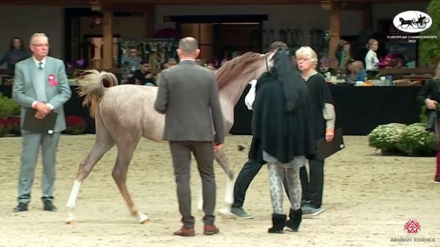N 181 HA VENCEDOR   European Championships 2022   Colts Foals Class B