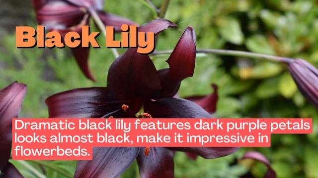 10 Mesmerizing Black flowers