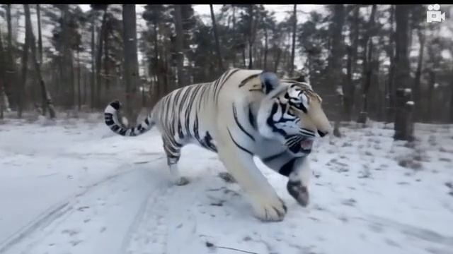 chery tigr