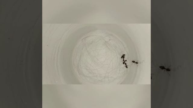 ШОК!!!!Смотреть всем, что творят муравьи.А вы видели танцующих муравьёв?)Если нет,смотрите что умею