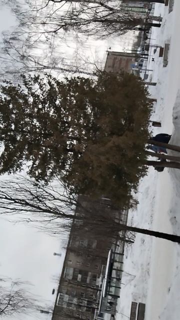 собака