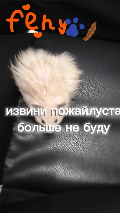 любите своих питомцев