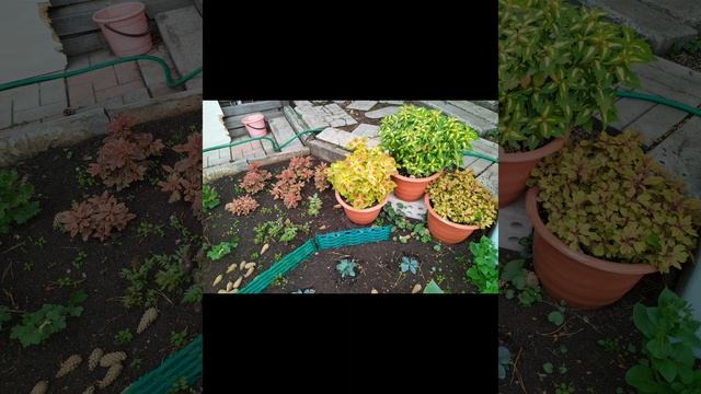 petal_20250318_204928.mp4