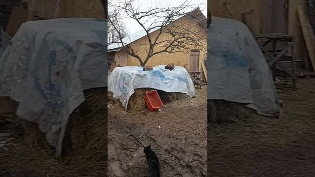 Наше хозяйство