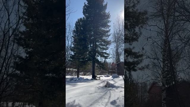 Древо сознания