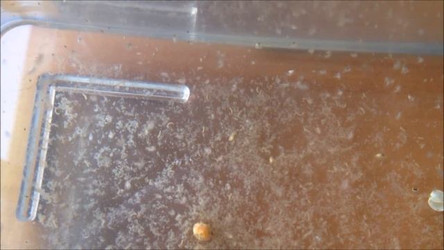 Daphnia Ephippia/resting eggs