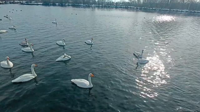 Лебедина озера  Алтай 13.03.2024