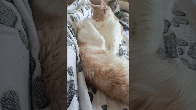 "Моем, моем трубочиста
Чисто, чисто, чисто, чисто!"
Котики #мейнкун