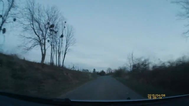 Elénk ugrott az őz