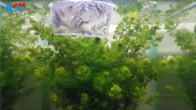 Mastering the Art of Breeding Betta Fish (Part 2): Expert Tips and Techniques #bettafry