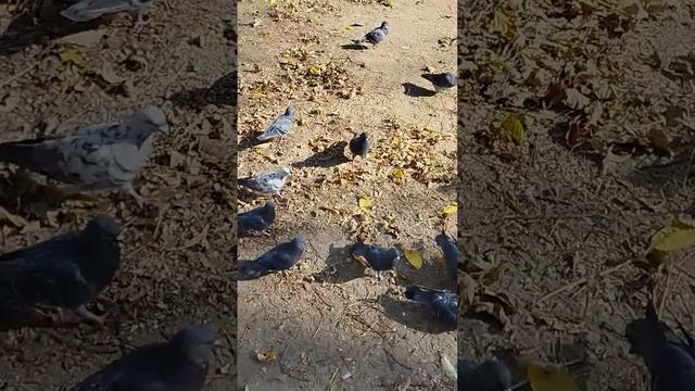 Кормим Голубей. Не захотели есть с руки 😞