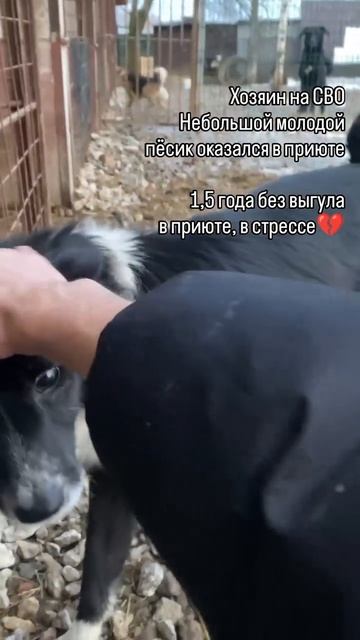 Хозяин на СВО, собаку в приют💔
