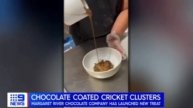 Австралийская шоколадная фабрика начала выпуск личинок в шоколаде