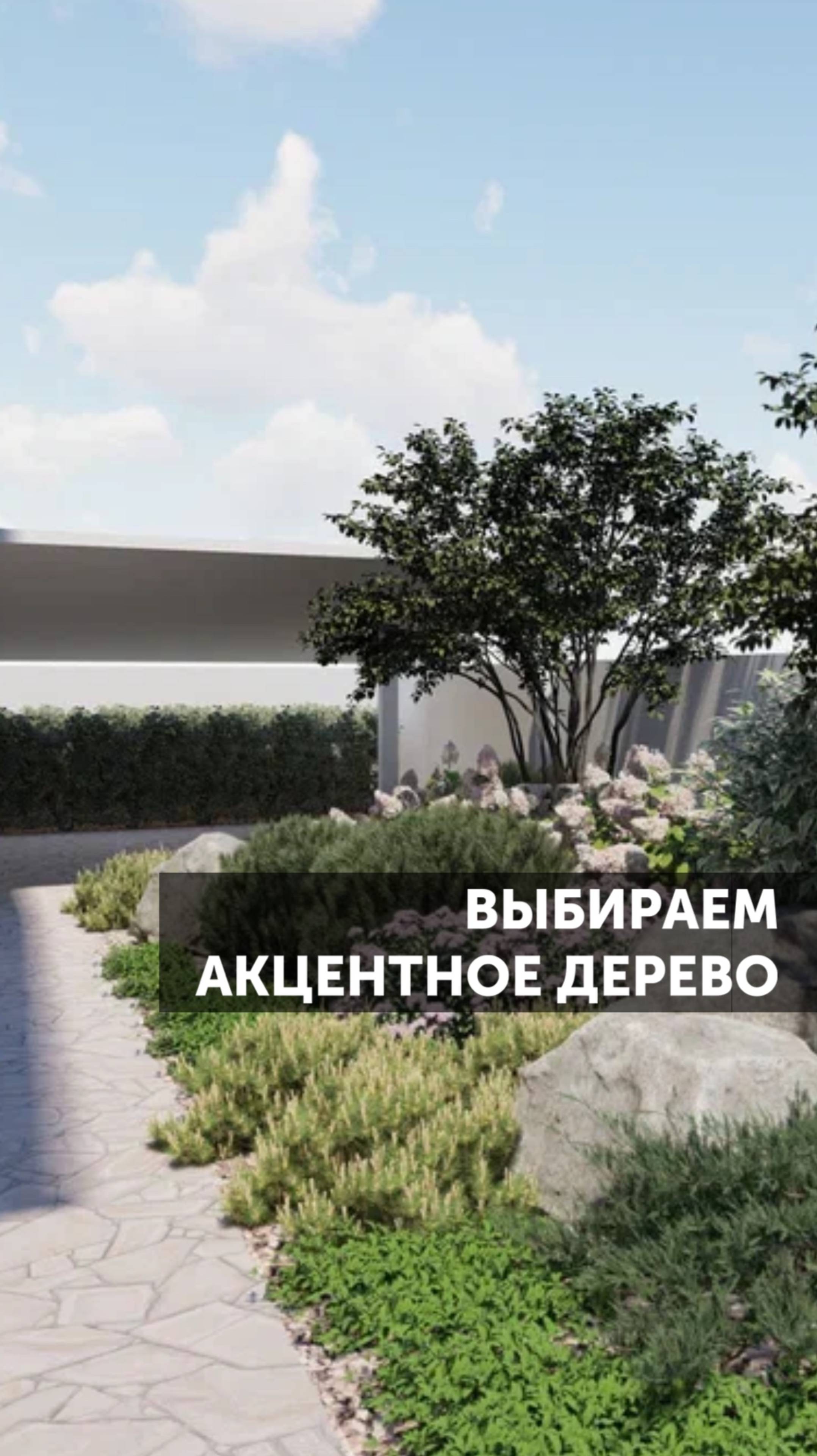 Акцентное дерево #растения #ландшафтныйдизайн #озеленение #благоустройство #сад #садоводство