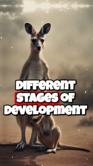 Did you know this information about kangaroos?