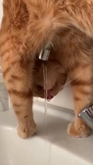 Кашачий сушняк