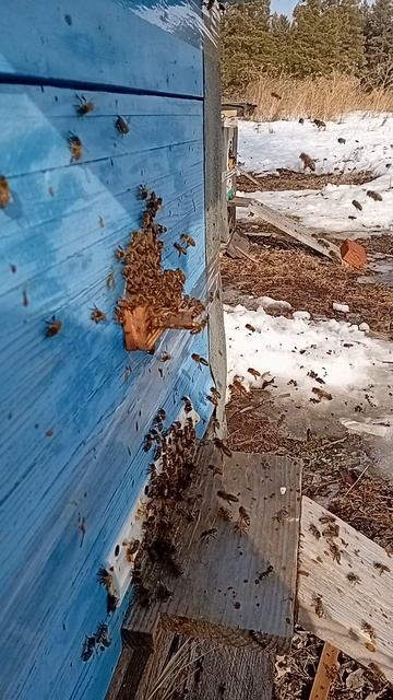 первый ранний облёт.