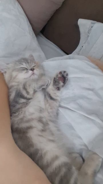 Мурчит как трактор 🐈🥰