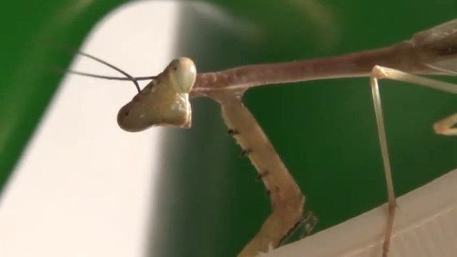Stagmomantis theophila adult male
