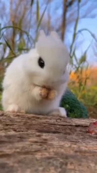 Кем я хотел быть в следующей жизни