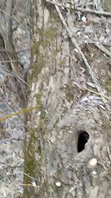 Бобр 🦫 залез на дерево 🌳!!!😨😱😳