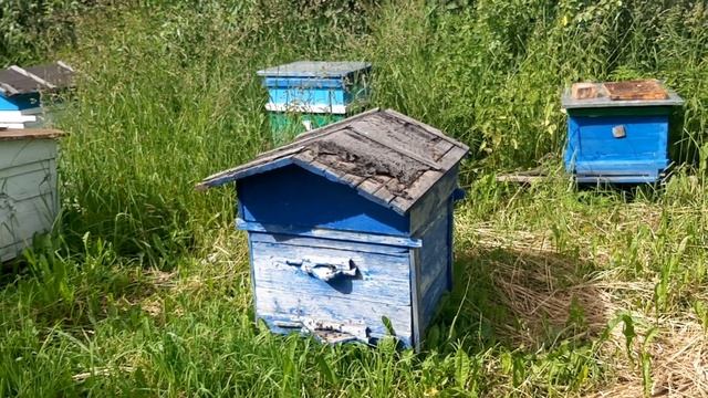 Облёт Молодых Пчёл. Не путать с выходом роя.