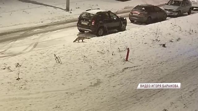 ВИДЕО: лиса прогулялась по ярославским дворам и попозировала перед камерами