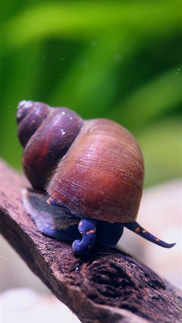 Blue Berry Snail  #shorts