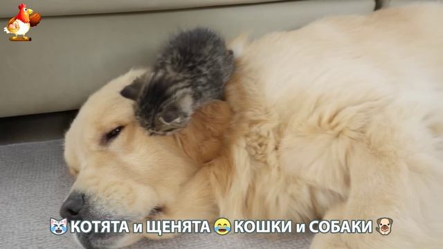 Котята и Щенята 😹 Кошки и Собаки ❣️🥰😂 (34)