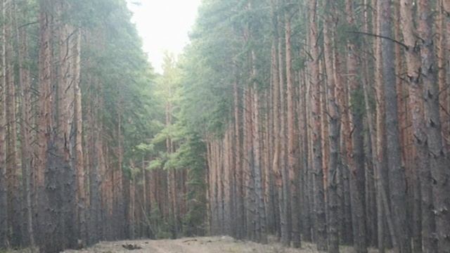 жизнь просто живёт мир , осознание
