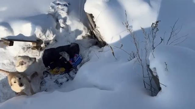 Щенки в опасности. Ищем дом. Привезем