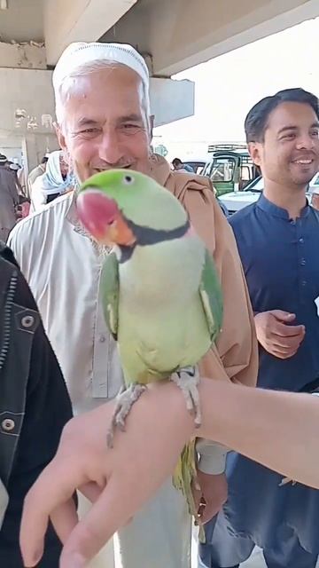 Fancy green parrot#viral #viralvideo #shortfeeds #fancy #youtubeshorts