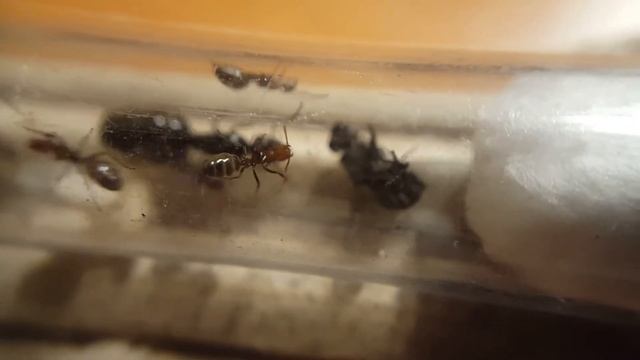 Camponotus lateralis 9th week: eighth meal