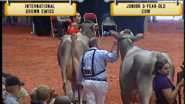 Brown Swiss - Junior Three-Year-Old Cow