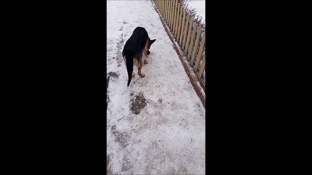 Овчарка. Собака. Кот. Фокс и Том