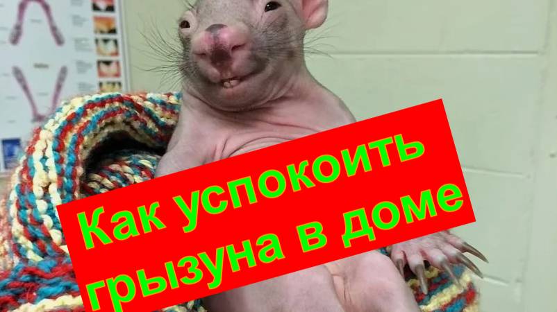 Как успокоить грызунов в частном доме.