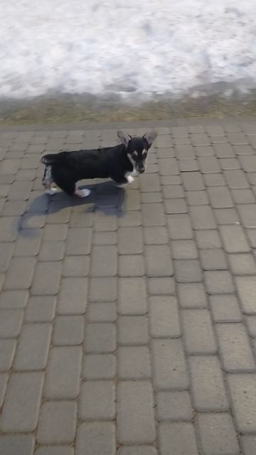 VID_20250130_170255.mp4