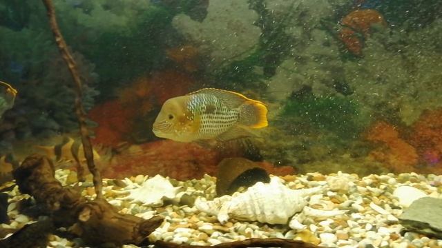 Аквариумные рыбки 🐠🐟🐠
