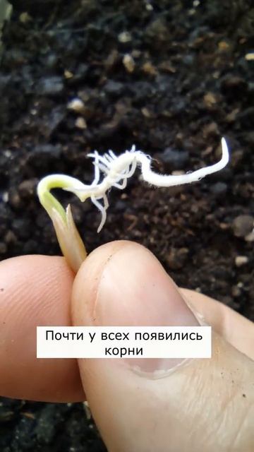 Эксперимент с дынями #shorts