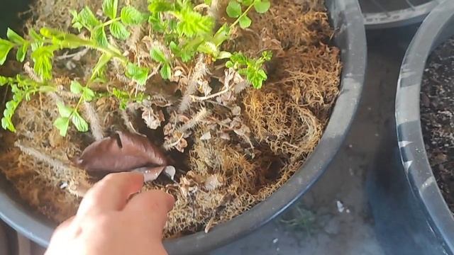 #2/25 Дела Дворовые