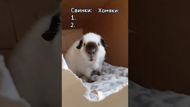 СвинкиVSХомяки Кто лучше?