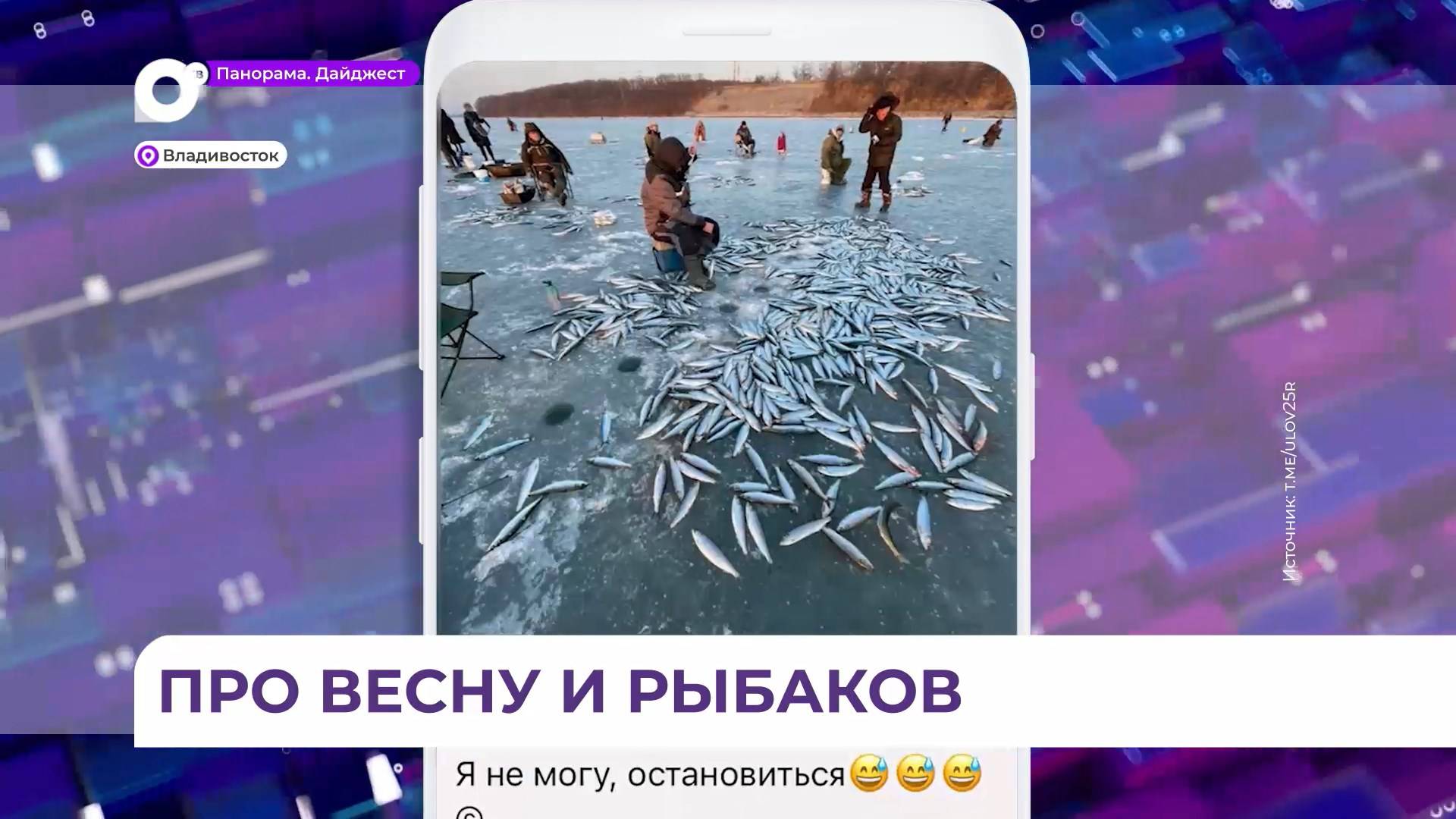К берегам Владивостока массово подошла тихоокеанская селёдка