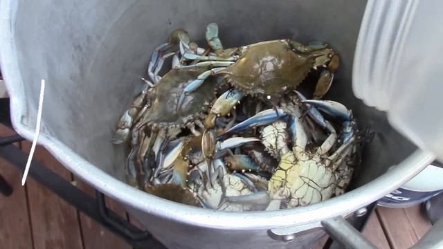 HOW TO STEAM LIVE MARYLAND BLUE CRABS
