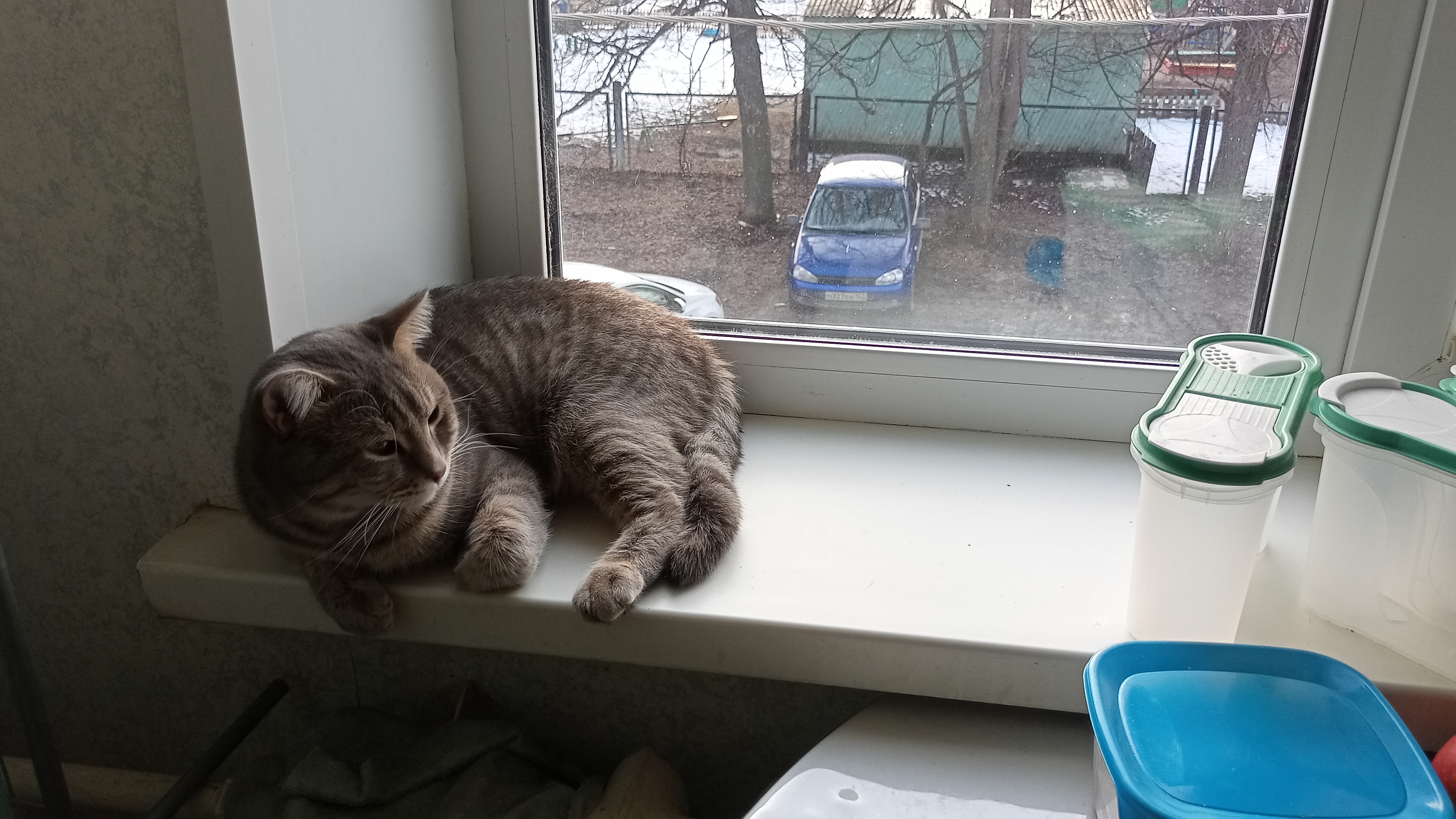 люблю быть котом в деревне