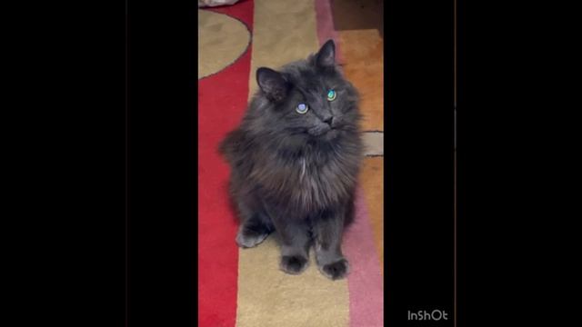 Соня ищет дом