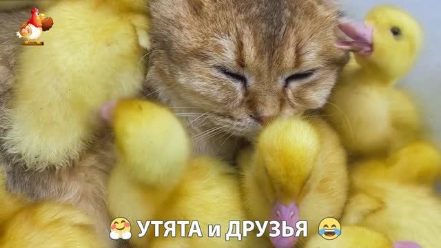 Утята с друзьями – мир нежных эмоций 🤗 эпизод (100)