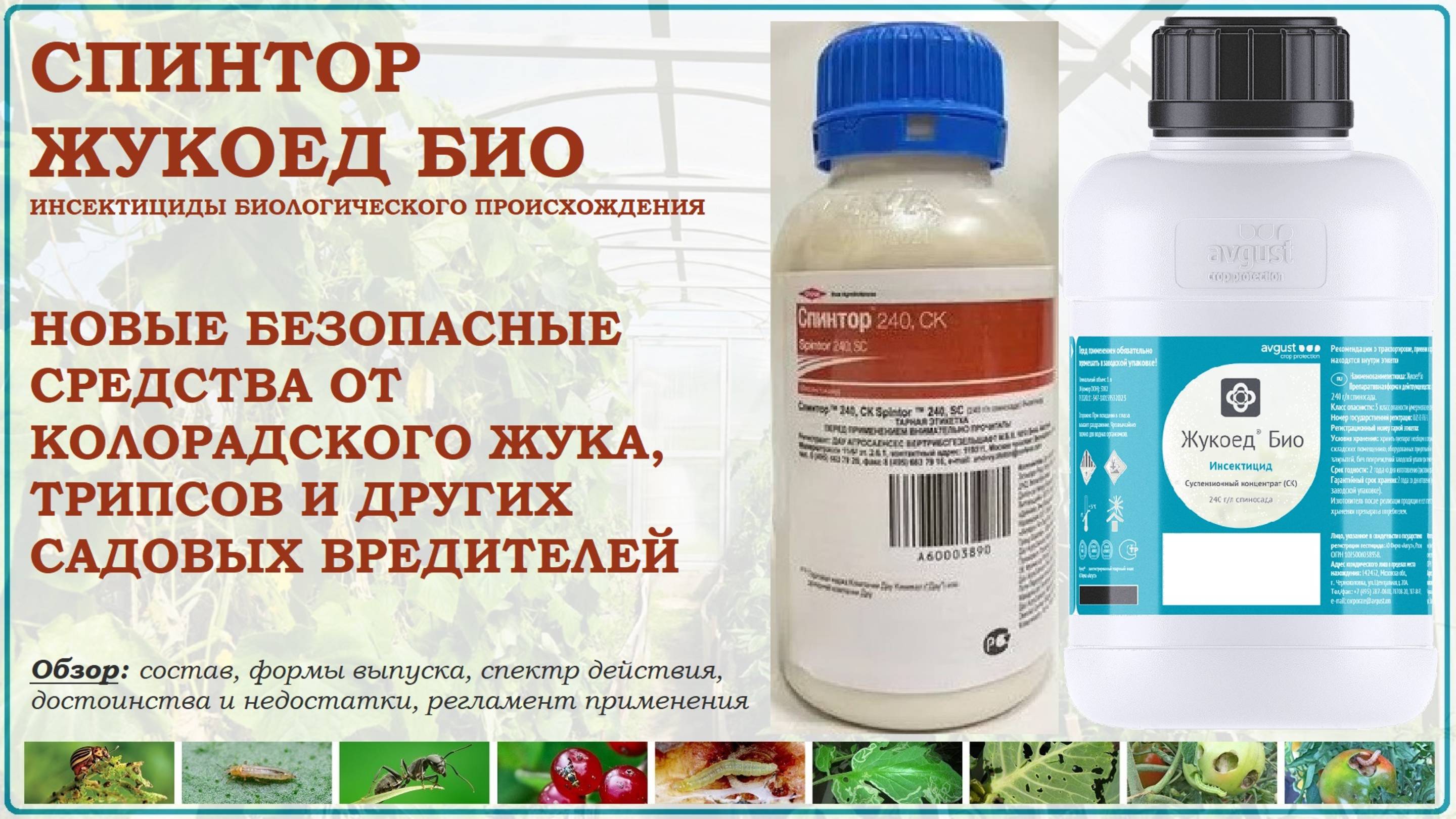 Спинтор и Жукоед Био - биологические средства от колорадского жука, трипсов и других вредителей